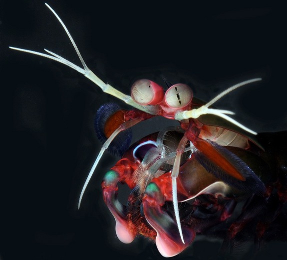 mantis shrimp coloring pages - photo #33